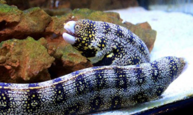 Starry Snowflake Eel