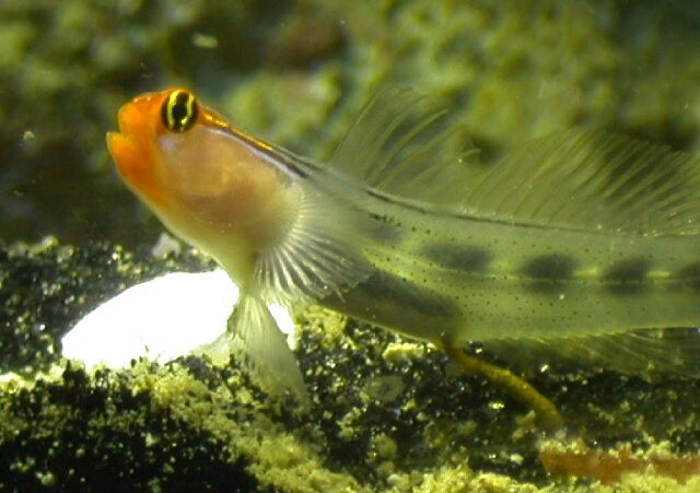Red Head Goby