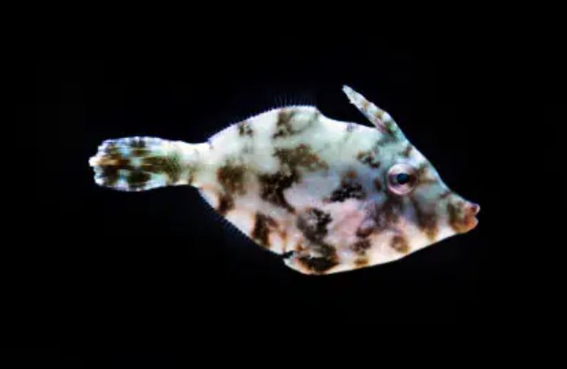 Live 6/4/26 *Matted "Aptasia Eating" Leatherjacket Filefish