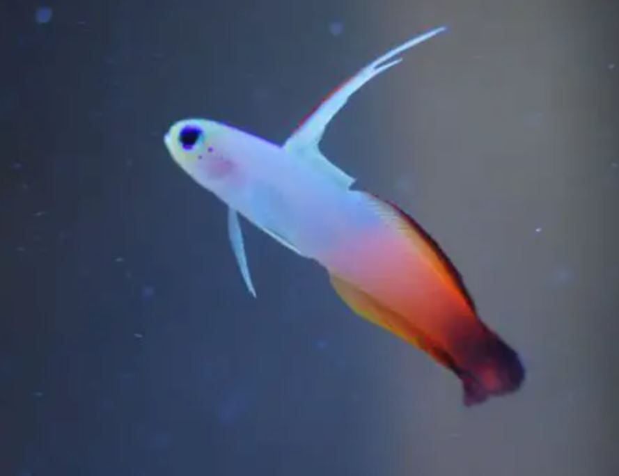 Live 6/4/26 Firefish Goby