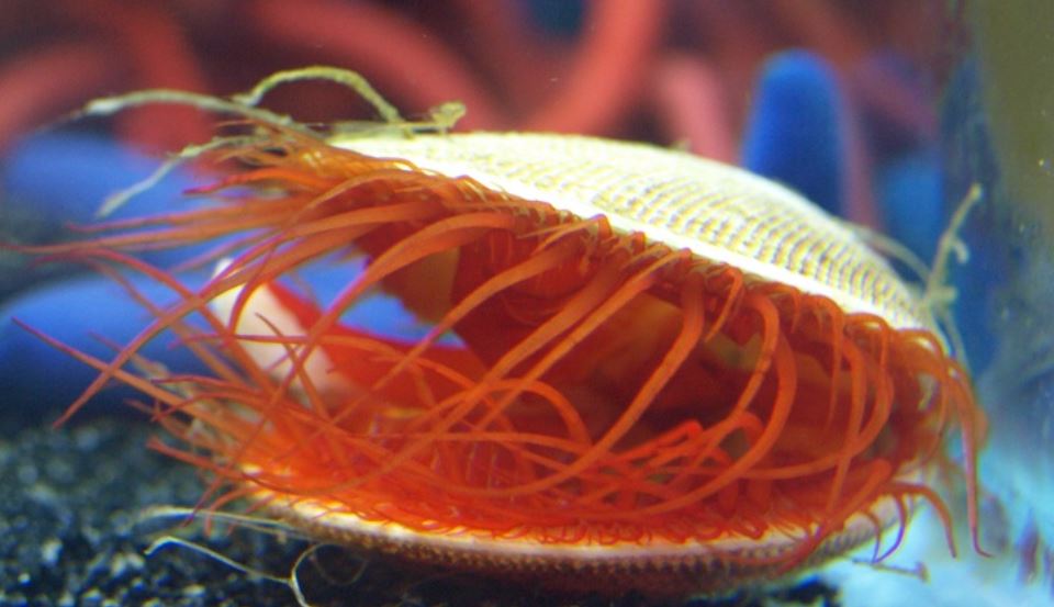 Electric Flame Scallop Bivalve
