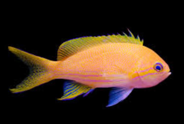 Female Squareback Anthias