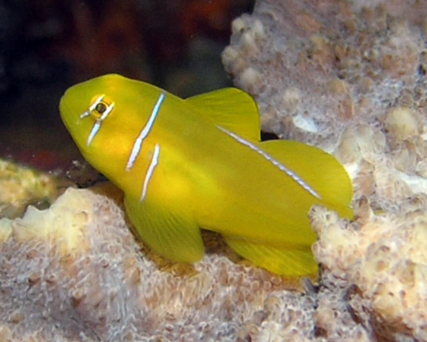 Clown Colored Goby