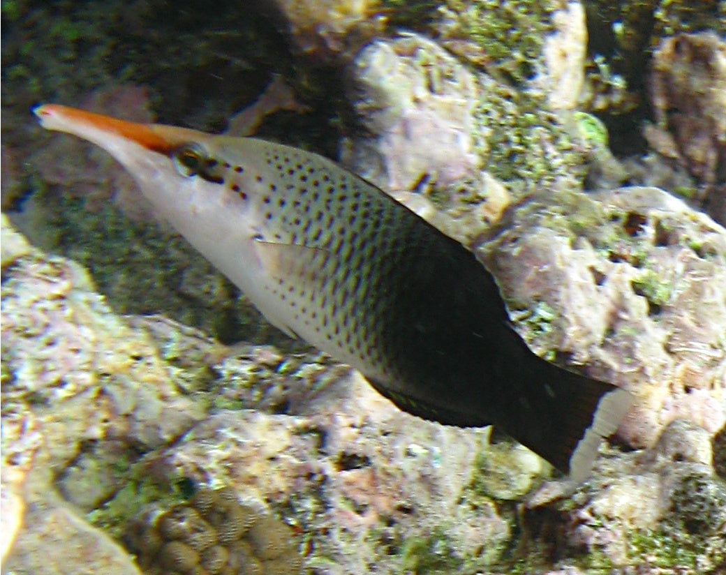 Bird Green Male Wrasse