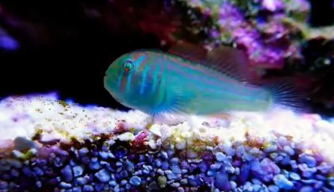 Green Broad Barred Clown Goby