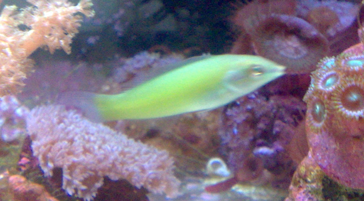 Green Wrasse