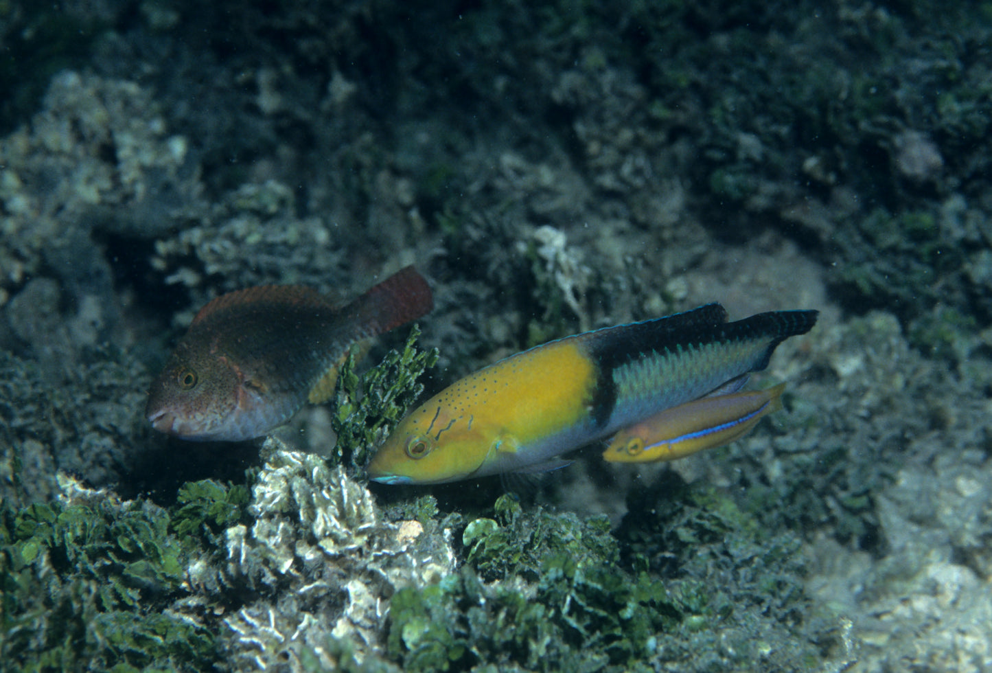 Neon Wrasse