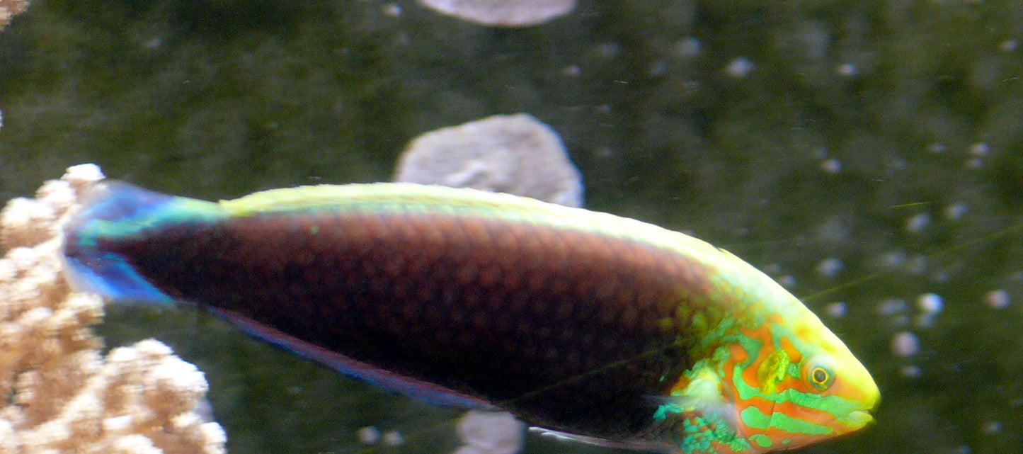 Radiant Wrasse