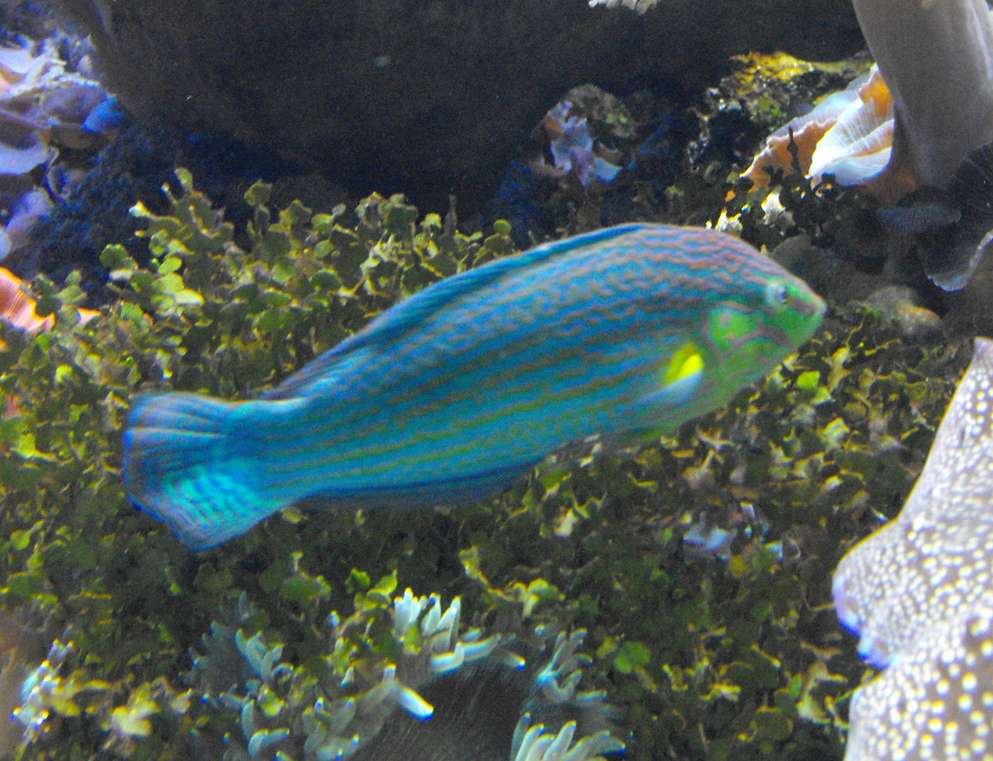 Pinstriped Male Melanurus Wrasse MAC Certified