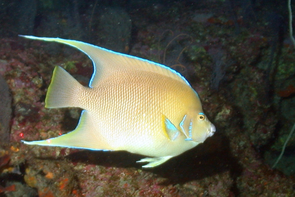Blue Juvenile Angel