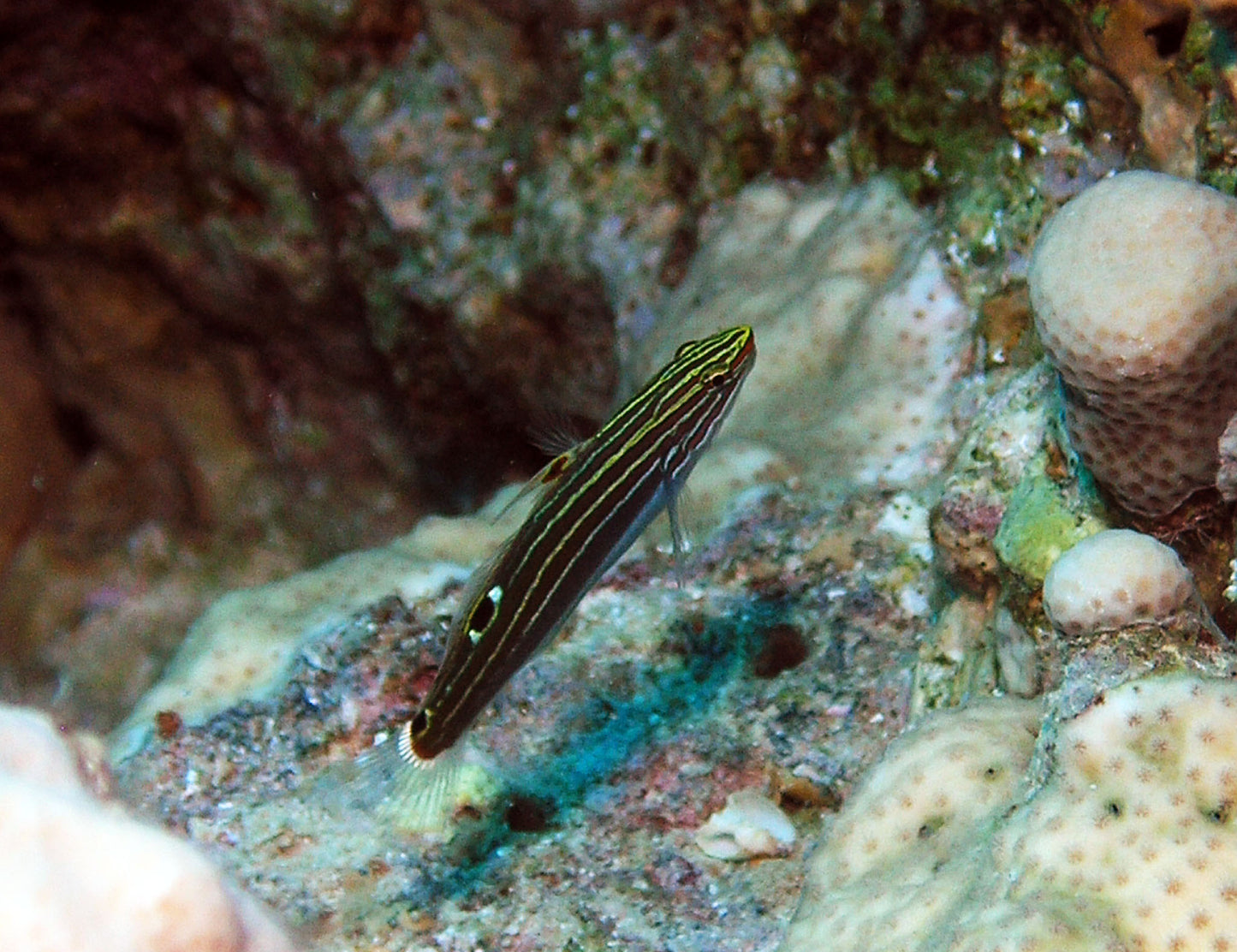 Hector's Goby Goby