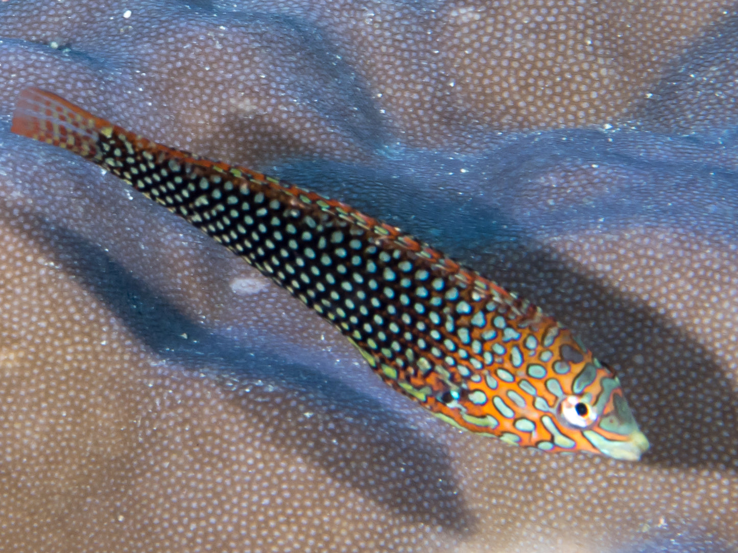 Ornate Leopard Wrasse