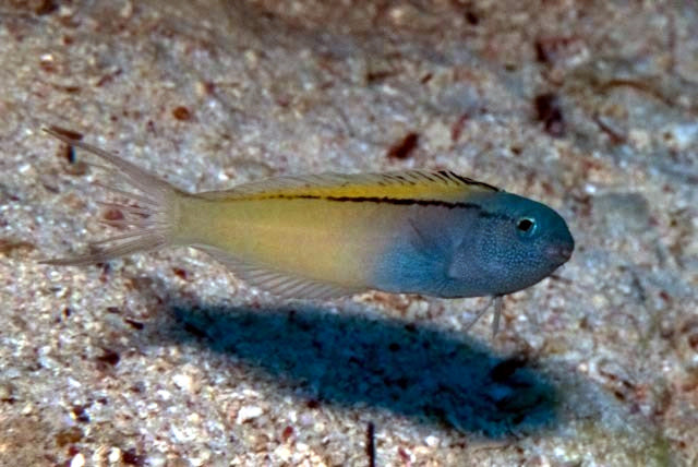Black-Lined Blenny Aquacultured