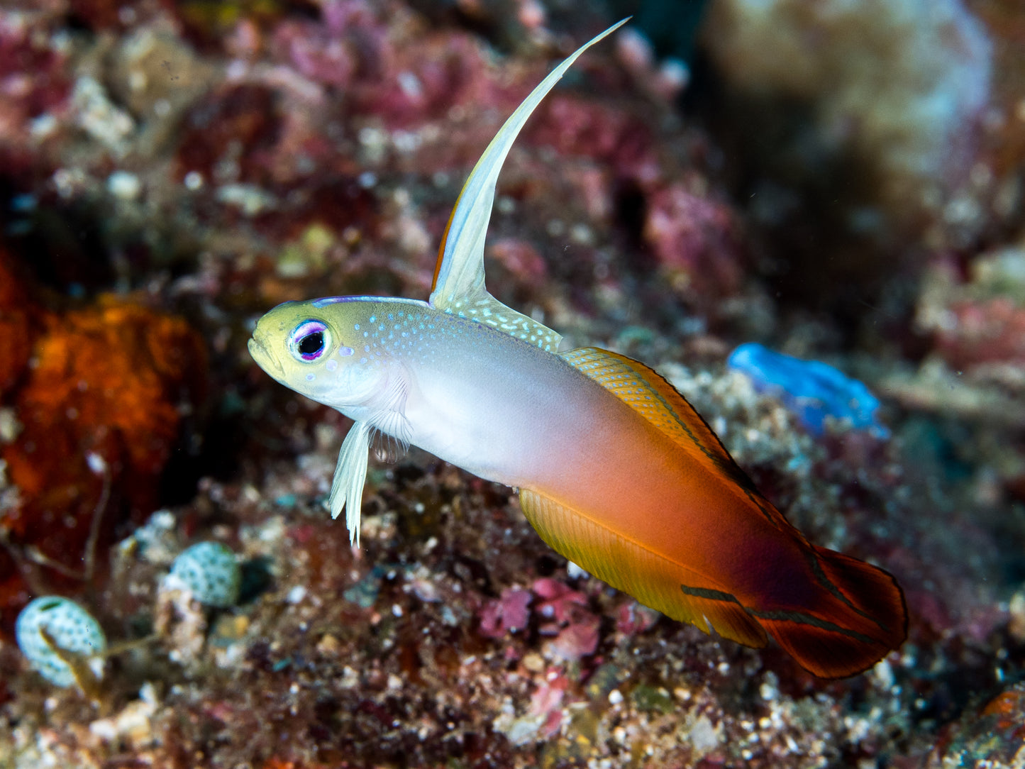 Firefish cf Indian Ocean Goby