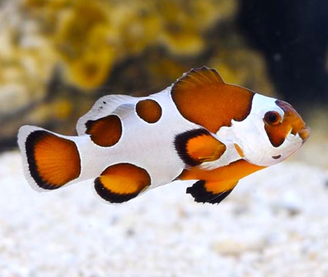 Orange Storm Clownfish