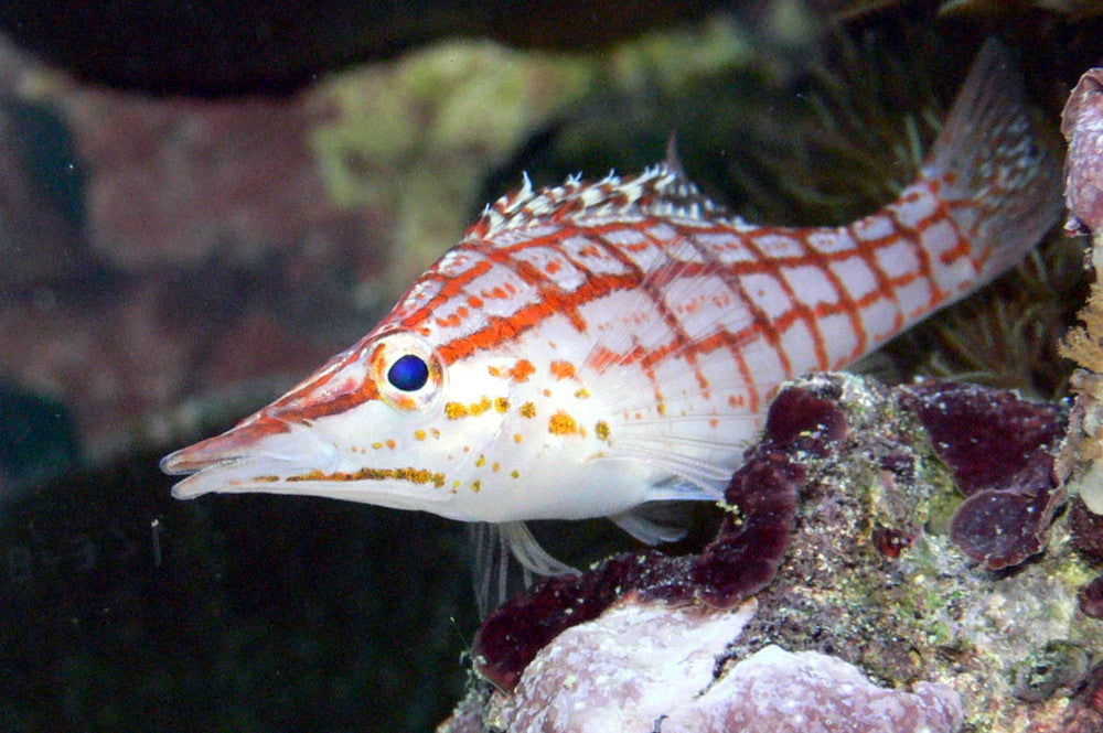 Long Nose Hawkfish