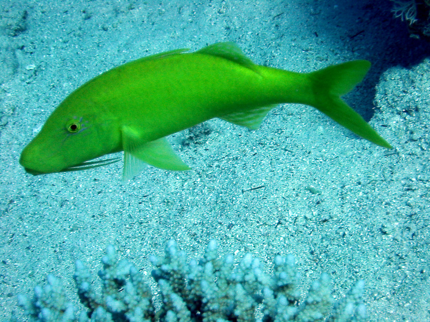 Yellow Goatfish