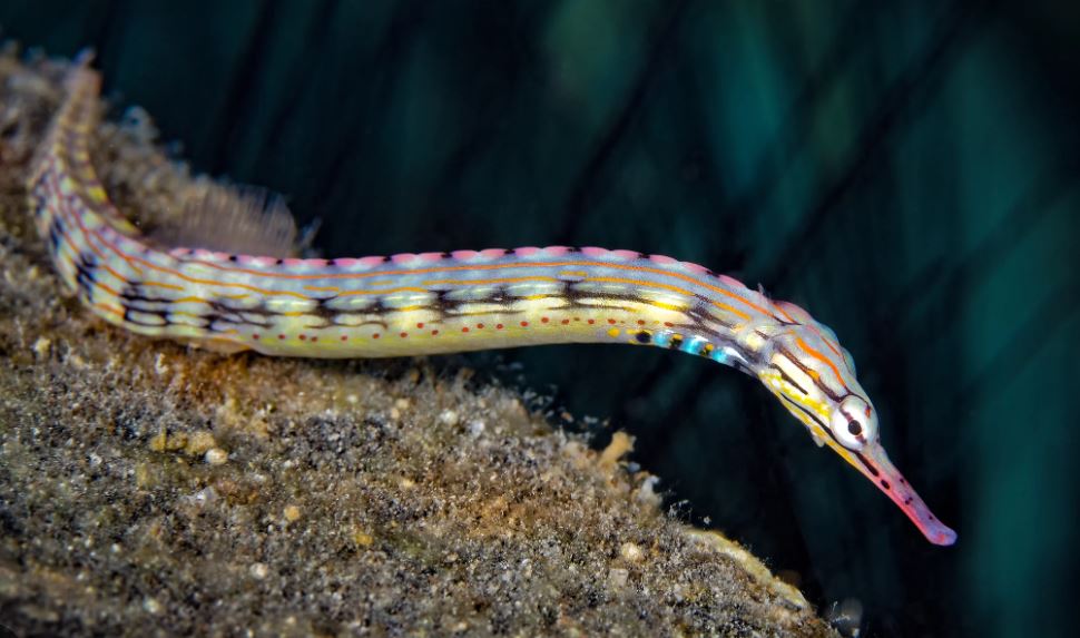 Dragonface Pipefish