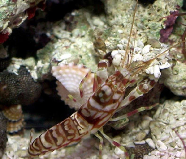 Live 6/4/26 Tiger Pistol Shrimp