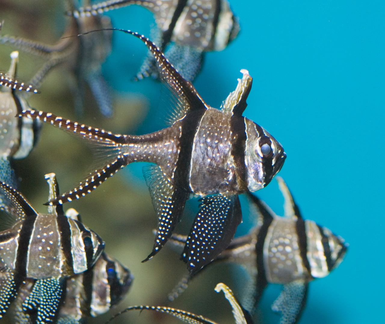 Banggai Kaudern's Cardinal Aquacultured