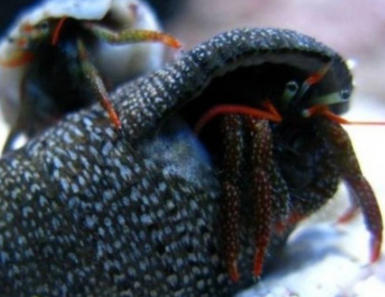Live 6/4/26 Red Leg hermit Crab