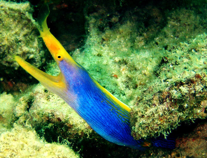 Black Ribbon Eel