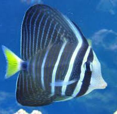 Sailfin Tang