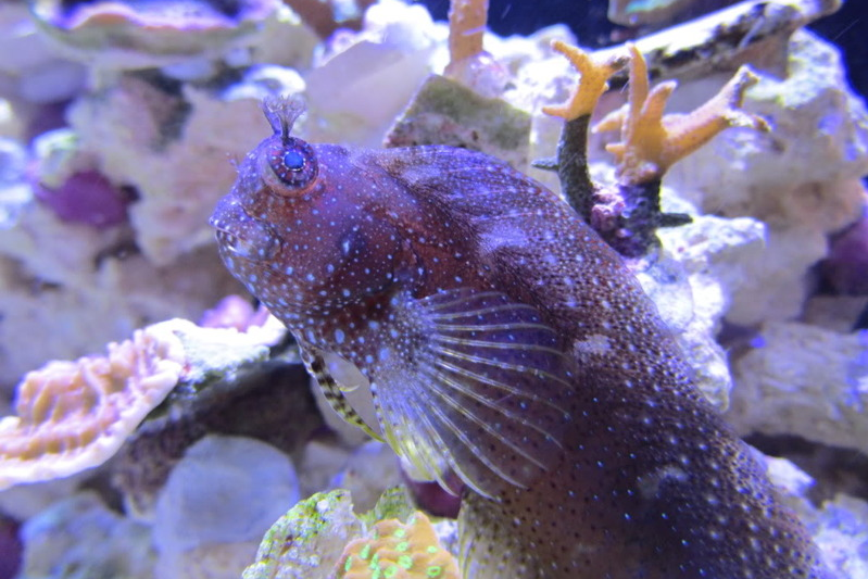 Starry Blenny MAC Certified
