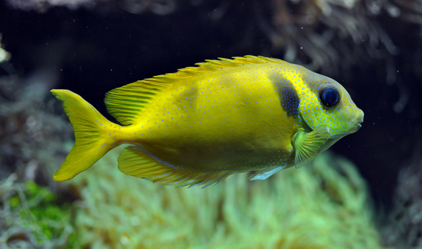 Blue Spotted Spinefoot Rabbitfish
