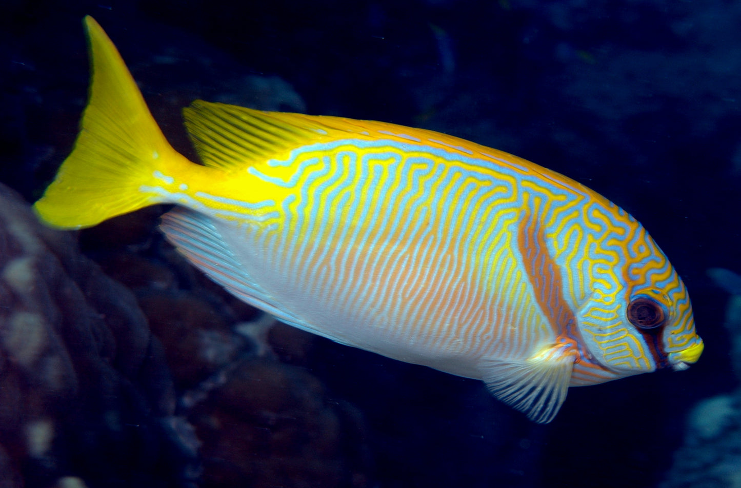 Two Bar Spinefoot Rabbitfish