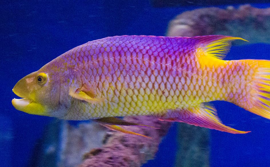 Spanish Hog