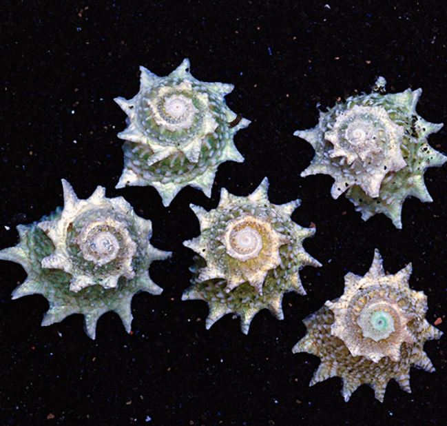 Live 6/4/26 Spiny Star Snail