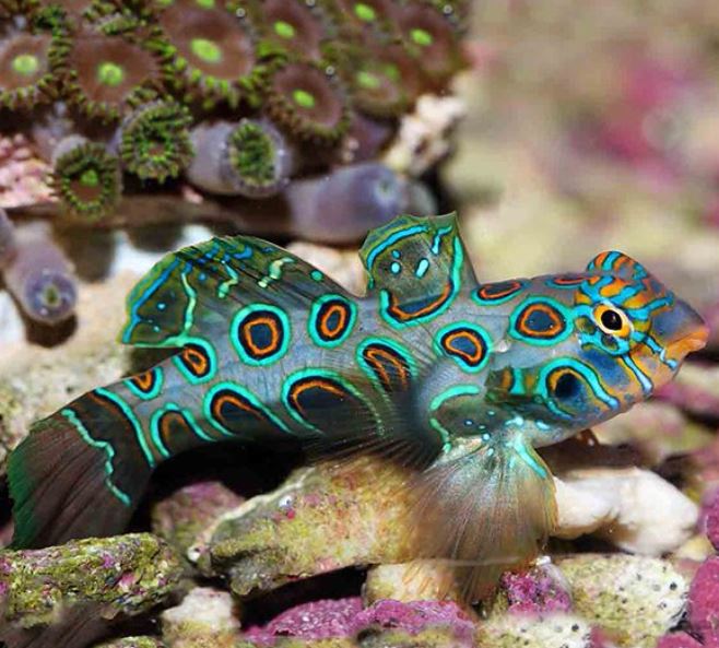Live 6/4/26 Spotted Mandarin Dragonet