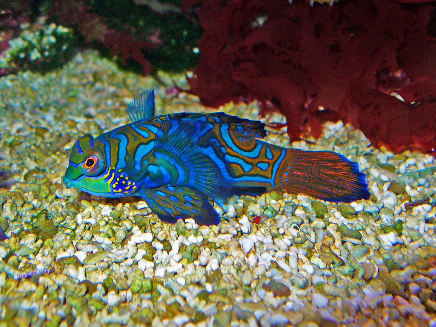 Mandarin Green Dragonet MAC Certified