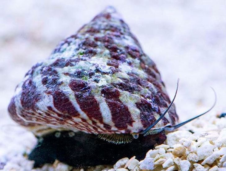 Trochus Snail