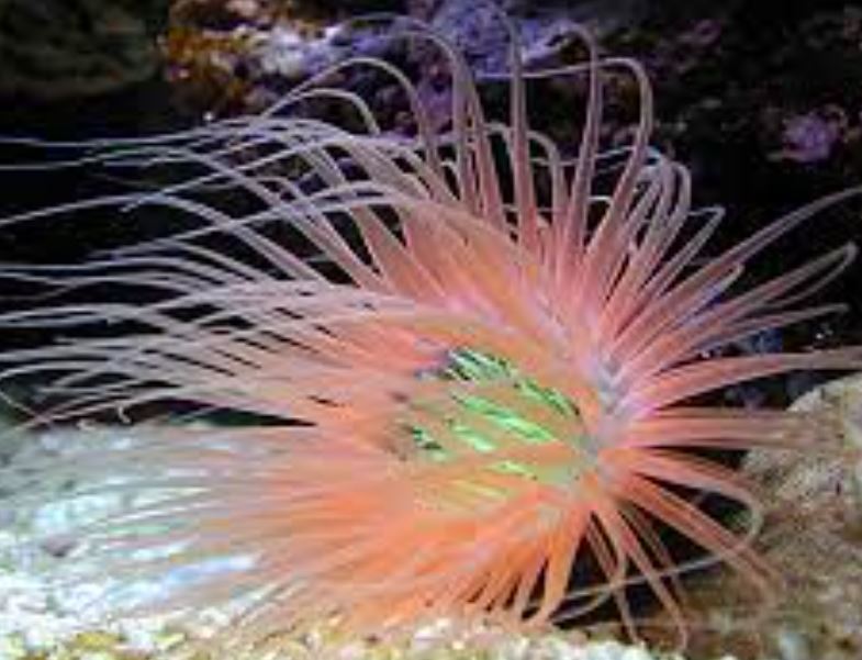 Colored Tube Anemone