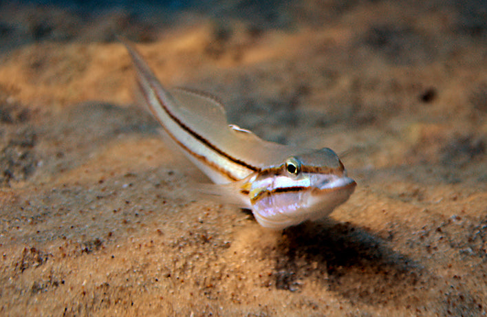 Sleeper Railway Glider Goby