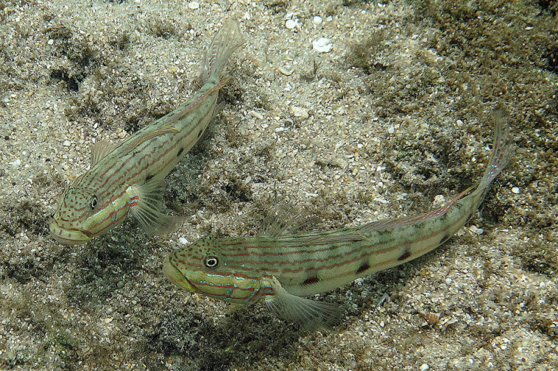 Sleeper Striped Goby MAC Certified