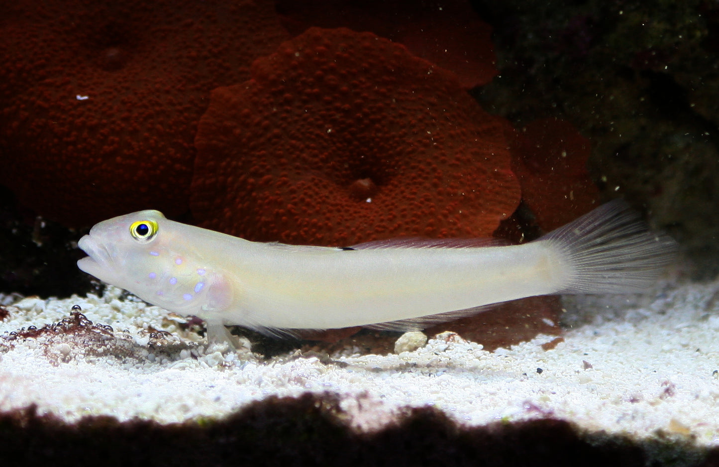 Sleeper Blue Dot Goby