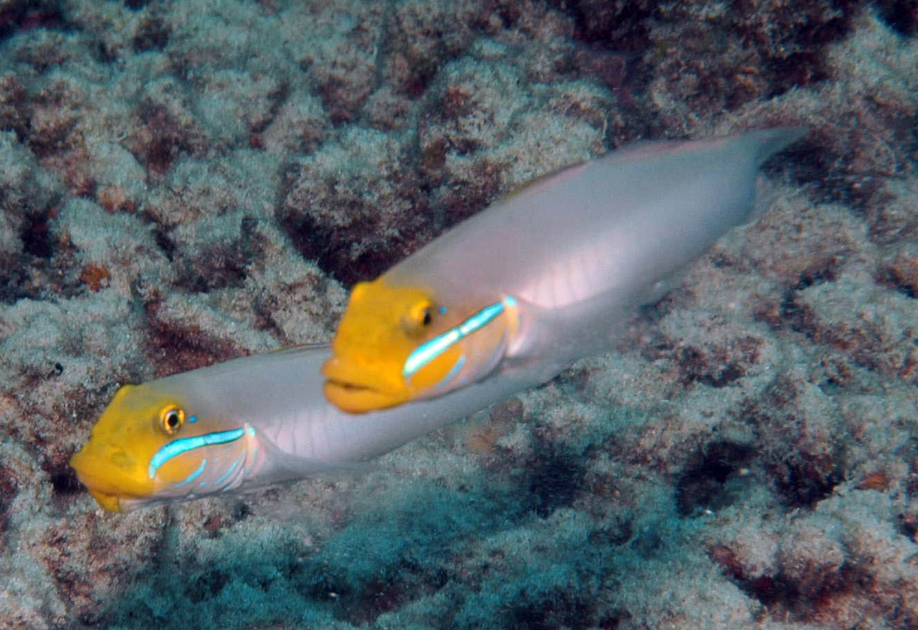 Sleeper Golden Head Goby