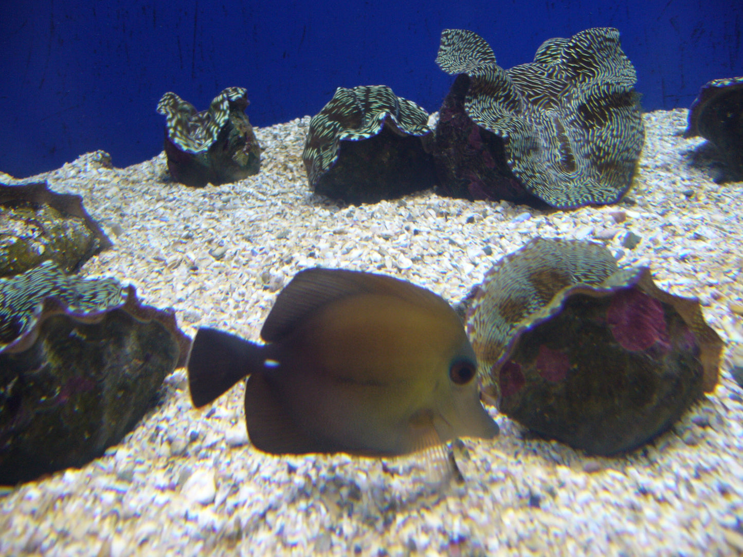 Scopas Tang