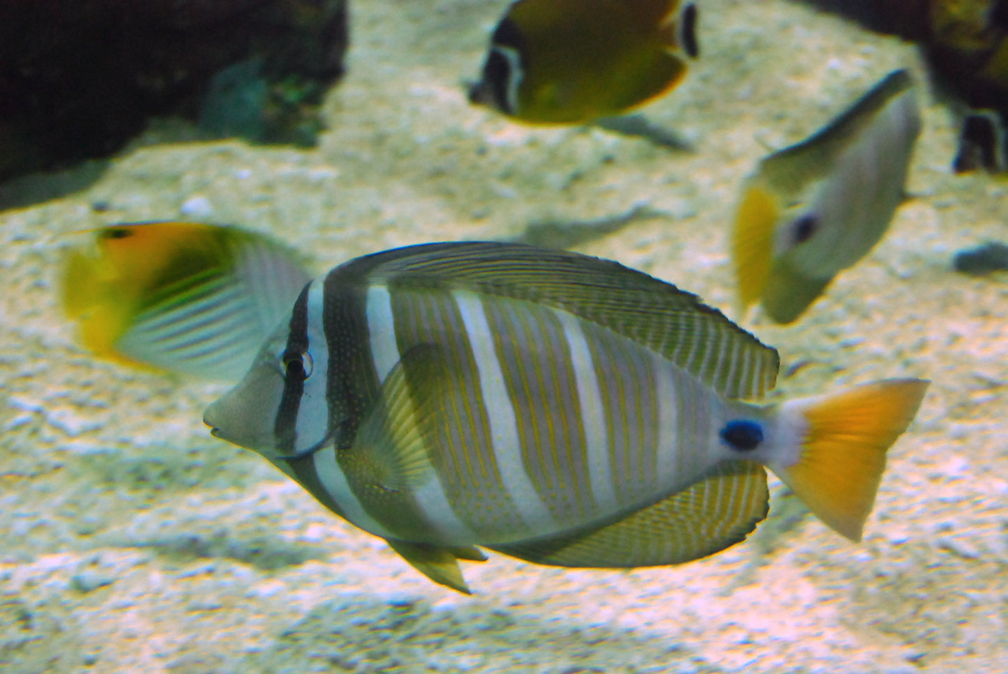 Sailfin Tang :: Eastern Asia
