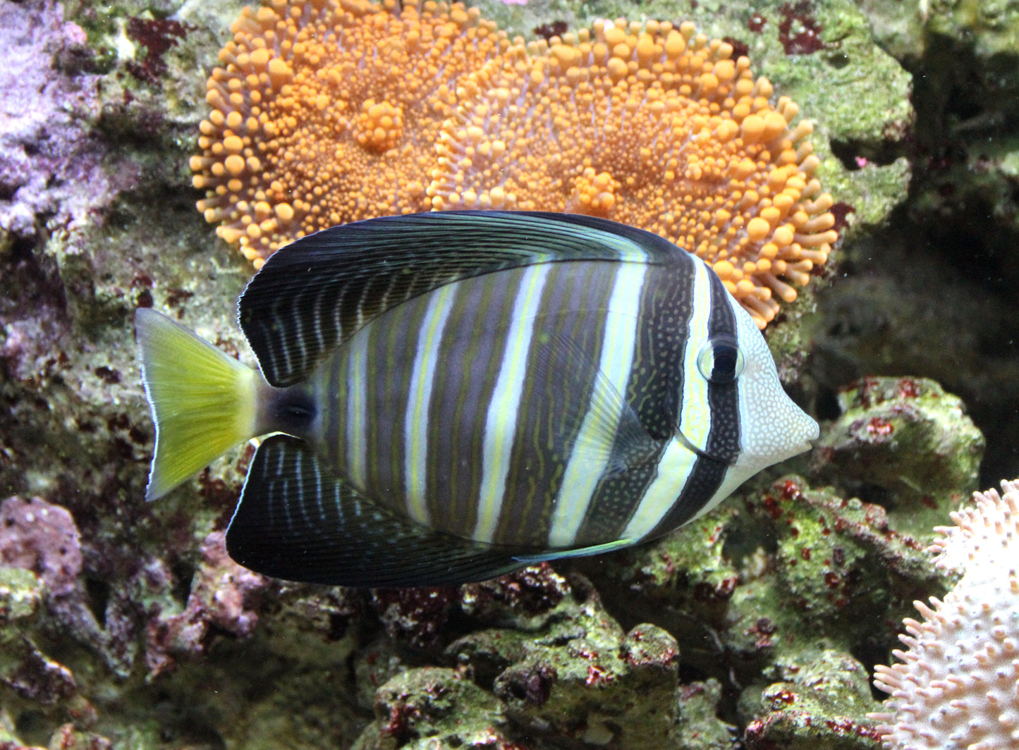 Sailfin Tang MAC Certified