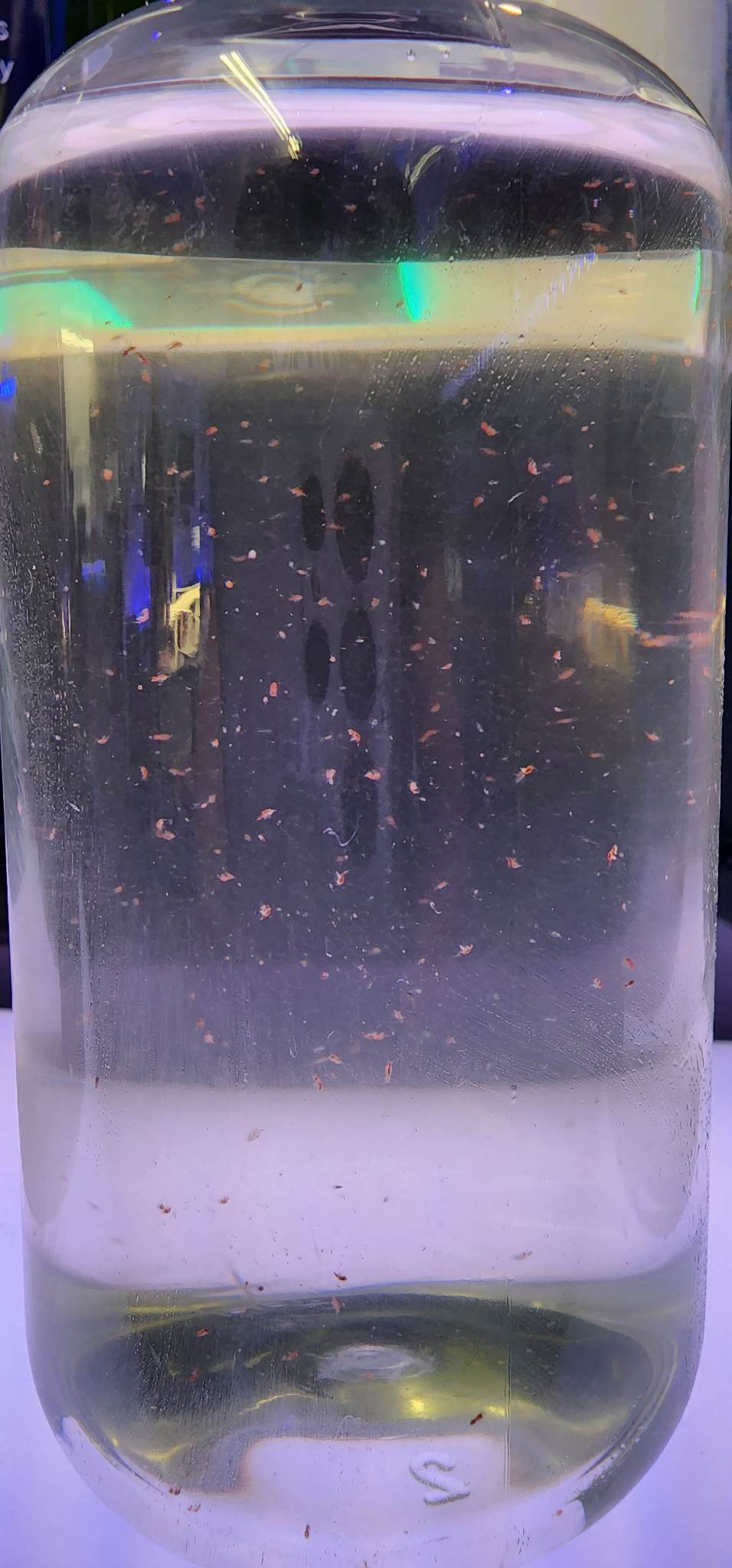 LIVE Copepod Blend: Tigger + Tisbe + Apo Pods Food