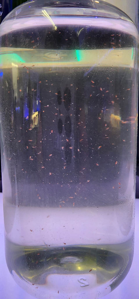 LIVE Copepod Blend: Tigger + Tisbe + Apo Pods Food