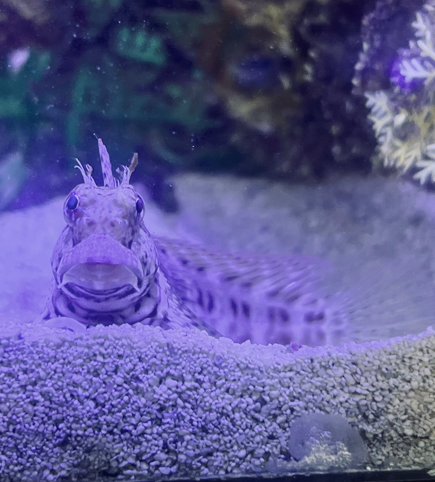 Live 6/4/26 Lawnmower Blenny