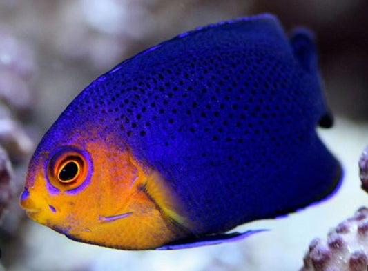 Atlantic Pygmy Angel