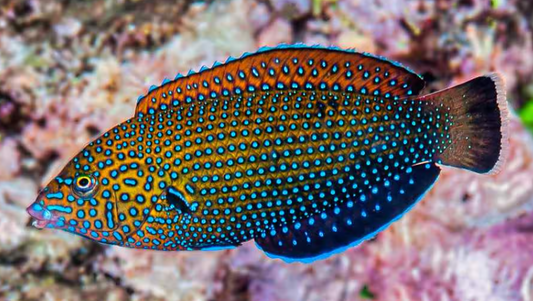 Blue Spotted Tamarin Juvenile Wrasse
