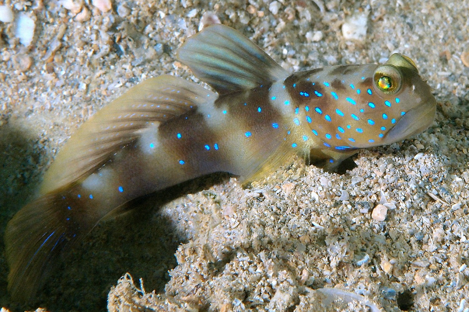 Watchman Blue Fin Goby