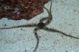 Brittle Starfish